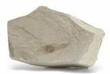 Fossil Plant (Ailanthus) Samara - Green River Formation, Utah #219779-1